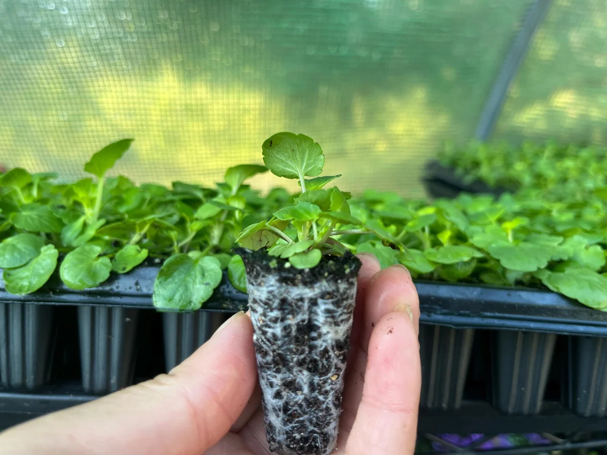 Pansy Live Plants - Hardy Perennials for Pots, Borders & Gardens - 1 inch Plug - Image 6