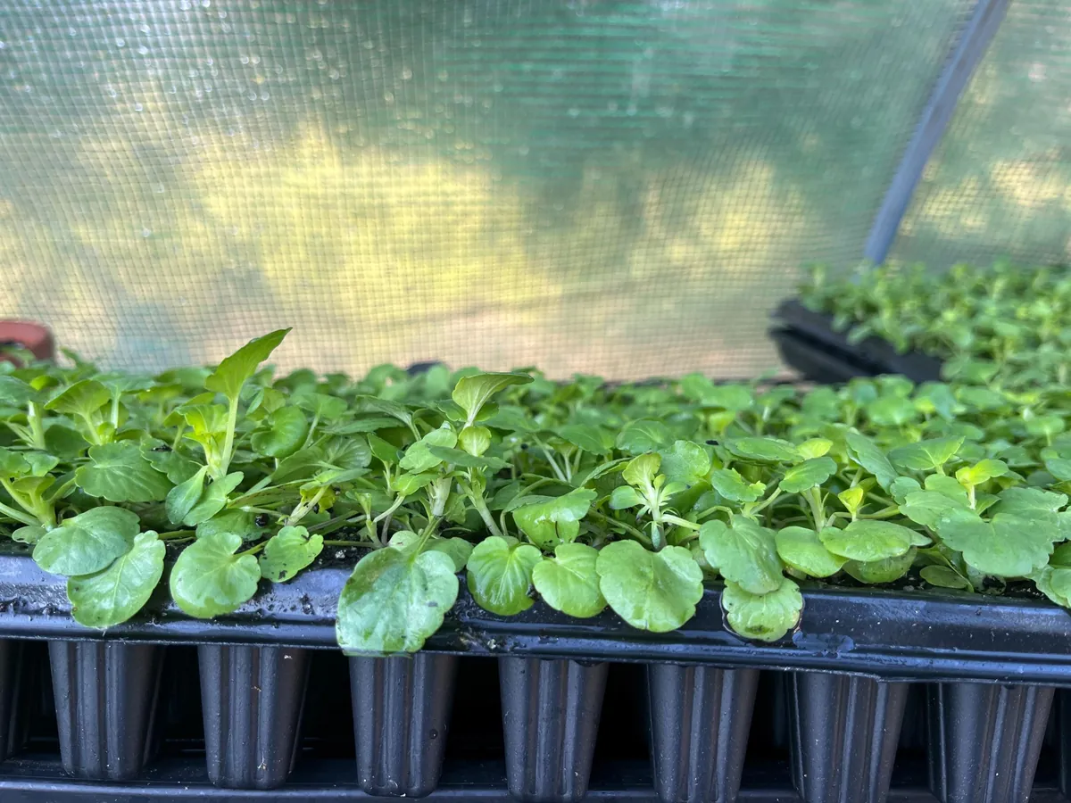 Pansy Live Plants - Hardy Perennials for Pots, Borders & Gardens - 1 inch Plug - Image 7