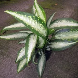 Panther Dieffenbachia Live Plant – 2.5 inch Pot – Durable Indoor Houseplant - Image 2