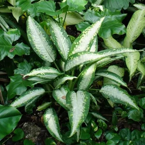 Panther Dieffenbachia Live Plant – 2.5 inch Pot – Durable Indoor Houseplant - Image 1