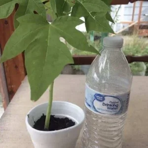Papaya Live Plant - Organic, Fully Rooted, Fast Growing, 5-10 Inches Tall - Image 2