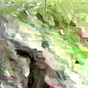 Papaya Live Plant - Organic, Fully Rooted, Fast Growing, 5-10 Inches Tall - Image 1