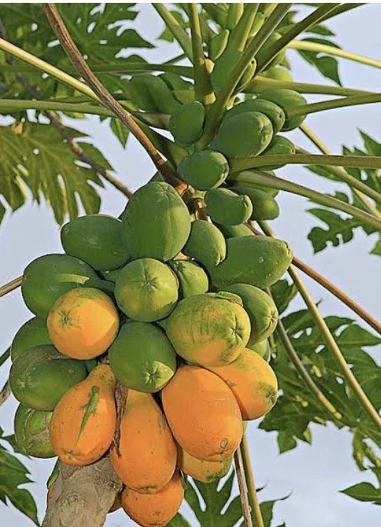 Papaya Live Plant - Organic, Fully Rooted, Fast Growing, 5-10 Inches Tall - Image 6