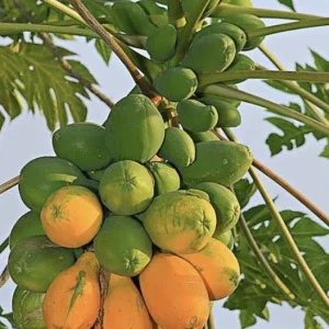 Papaya Live Plant - Organic, Fully Rooted, Fast Growing, 5-10 Inches Tall - Image 6