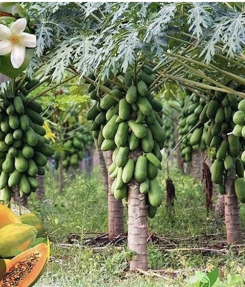 Papaya Live Plant - Organic, Fully Rooted, Fast Growing, 5-10 Inches Tall - Image 7