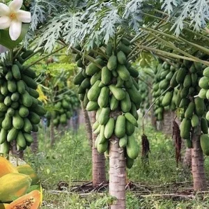 Papaya Live Plant - Organic, Fully Rooted, Fast Growing, 5-10 Inches Tall - Image 7