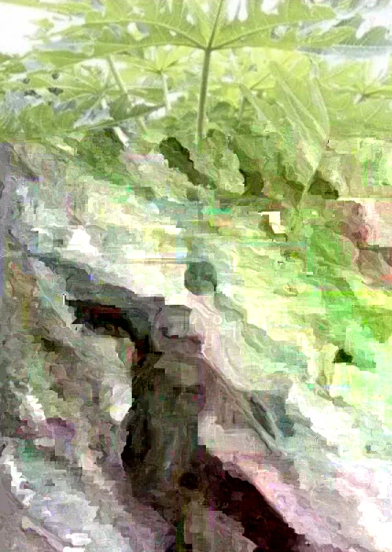 Papaya Live Plant - Organic, Fully Rooted, Fast Growing, 5-10 Inches Tall - Image 1