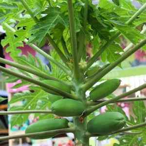 Papaya Live Starter Plant - 5-10