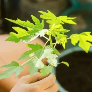 Papaya Live Starter Plant - 5-10