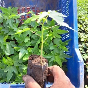 Papaya Live Starter Plant - 5-10