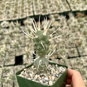 Paper Spine Cactus Live Plant - Tephrocactus Articulatus - 3 inch Pot - Rare Succulent Indoor/Outdoor - Image 2