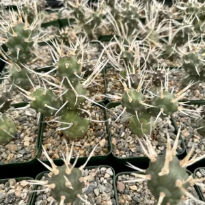 Paper Spine Cactus Live Plant - Tephrocactus Articulatus - 3 inch Pot - Rare Succulent Indoor/Outdoor - Image 3