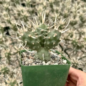 Paper Spine Cactus Live Plant - Tephrocactus Articulatus - 3 inch Pot - Rare Succulent Indoor/Outdoor - Image 1
