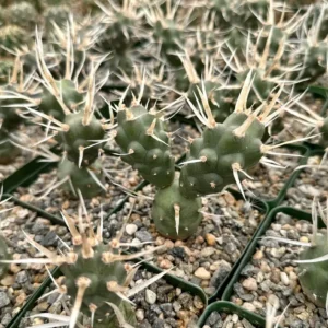 Paper Spine Cactus Live Plant - Tephrocactus Articulatus - 3 inch Pot - Rare Succulent Indoor/Outdoor - Image 4