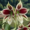 Papilio Butterfly Amaryllis Bulb – Large 24/26cm Bulb – Indoor/Outdoor - Image 1
