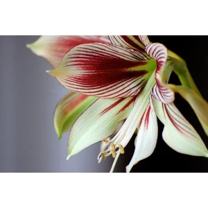 Papilio Butterfly Amaryllis Bulb – Large 24/26cm Bulb – Indoor/Outdoor - Image 2