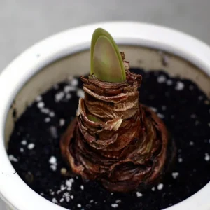 Papilio Butterfly Amaryllis Bulb – Large 24/26cm Bulb – Indoor/Outdoor - Image 3