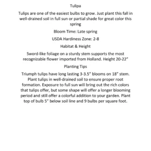 Parade Tulip Bulbs - Darwin Hybrid - Vibrant Red-Orange Flower Bulbs - 22-24