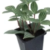 Parallel Peperomia Puteolata Live Plant – Radiator Plant – 2.5 inch Pot – Indoor - Image 1