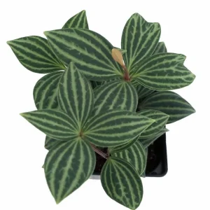 Parallel Peperomia Puteolata Live Plant – Radiator Plant – 2.5 inch Pot – Indoor - Image 2