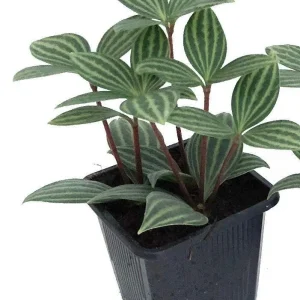Parallel Peperomia Puteolata Live Plant – Radiator Plant – 2.5 inch Pot – Indoor - Image 1