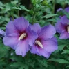 Paraplu Violet Rose of Sharon Hibiscus Live Plant – 4 inch Pot – Outdoor Shrub - Image 1