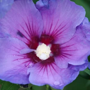 Paraplu Violet Rose of Sharon Hibiscus Live Plant – 4 inch Pot – Outdoor Shrub - Image 3