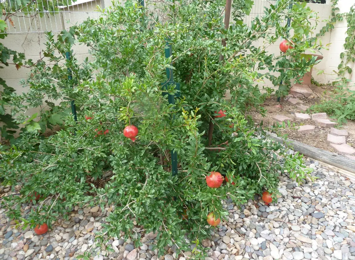 Parfianka Pomegranate Tree Live Plant - Sweet Fruit, Soft Seeds - Image 3