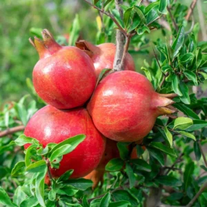 Parfianka Pomegranate Tree Live Plant - Sweet Fruit, Soft Seeds - Image 1