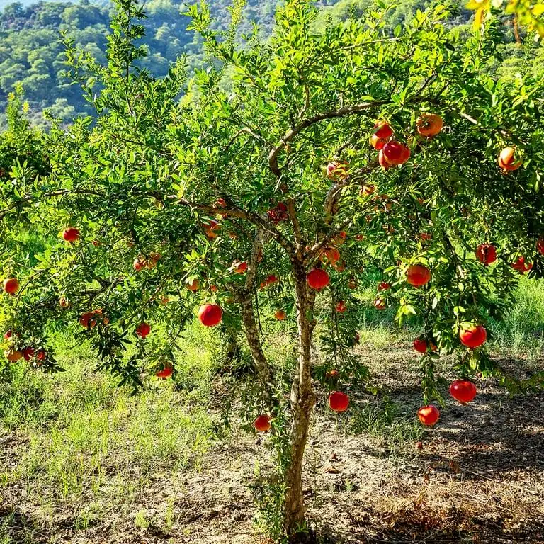 Parfianka Pomegranate Tree Live Plant - Sweet Fruit, Soft Seeds - Image 4