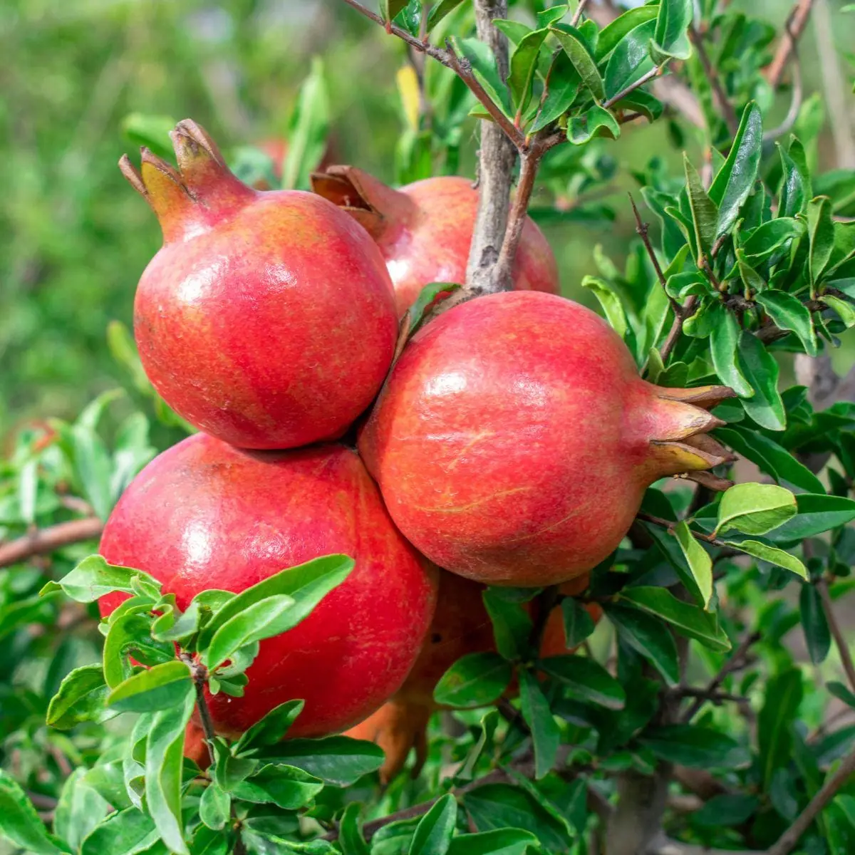 Parfianka Pomegranate Tree Live Plant - Sweet Fruit, Soft Seeds - Image 5