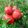 Parfianka Pomegranate Tree Starter Plant - Sweet Soft-Seed Fruit - Image 1