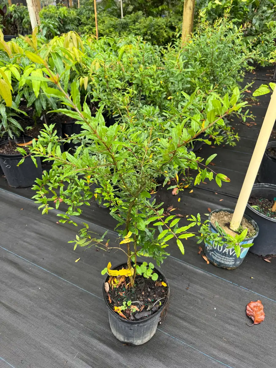 Parfyanka Pomegranate Live Plant – 3 Gallon, 2-3 Feet Tall, Fruit Tree - Image 2
