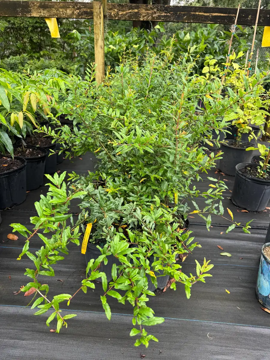 Parfyanka Pomegranate Live Plant – 3 Gallon, 2-3 Feet Tall, Fruit Tree - Image 3