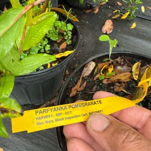 Parfyanka Pomegranate Live Plant – 3 Gallon, 2-3 Feet Tall, Fruit Tree - Image 4