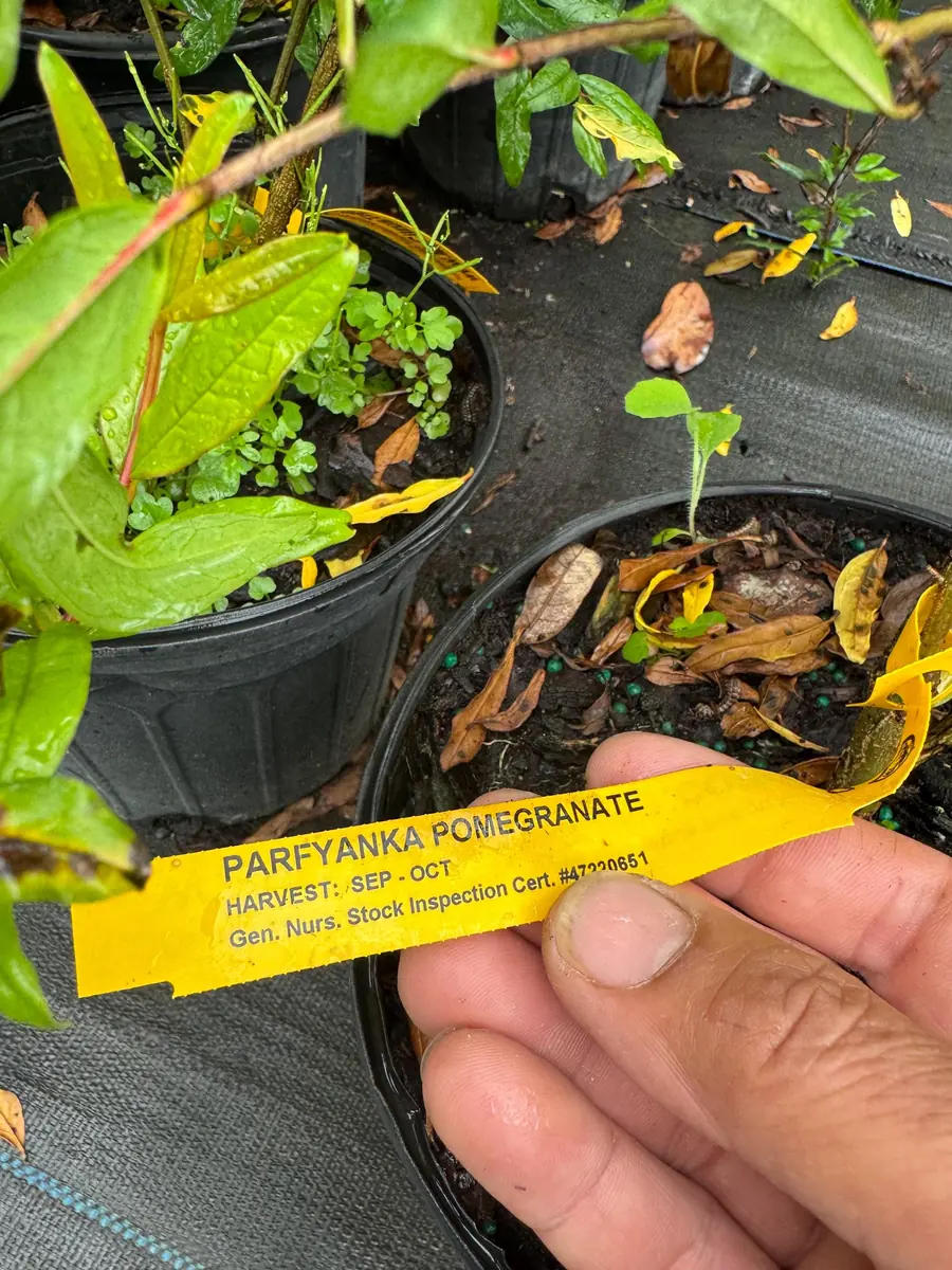 Parfyanka Pomegranate Live Plant – 3 Gallon, 2-3 Feet Tall, Fruit Tree - Image 4