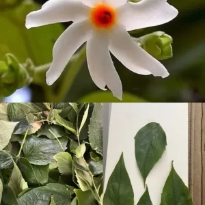 Parijat Leaves - Harisagar Night Jasmine Leaves - 35 Count - Image 2