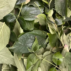 Parijat Leaves - Harisagar Night Jasmine Leaves - 35 Count - Image 3