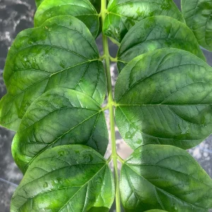 Parijat Leaves - Harisagar Night Jasmine Leaves - 35 Count - Image 1