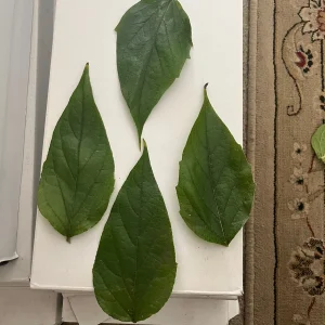 Parijat Leaves - Harisagar Night Jasmine Leaves - 35 Count - Image 4