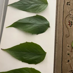 Parijat Leaves - Harisagar Night Jasmine Leaves, 35 Count - Image 5