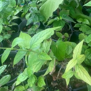 Parijat Leaves - Harisagar Night Jasmine Leaves, 35 Count - Image 8