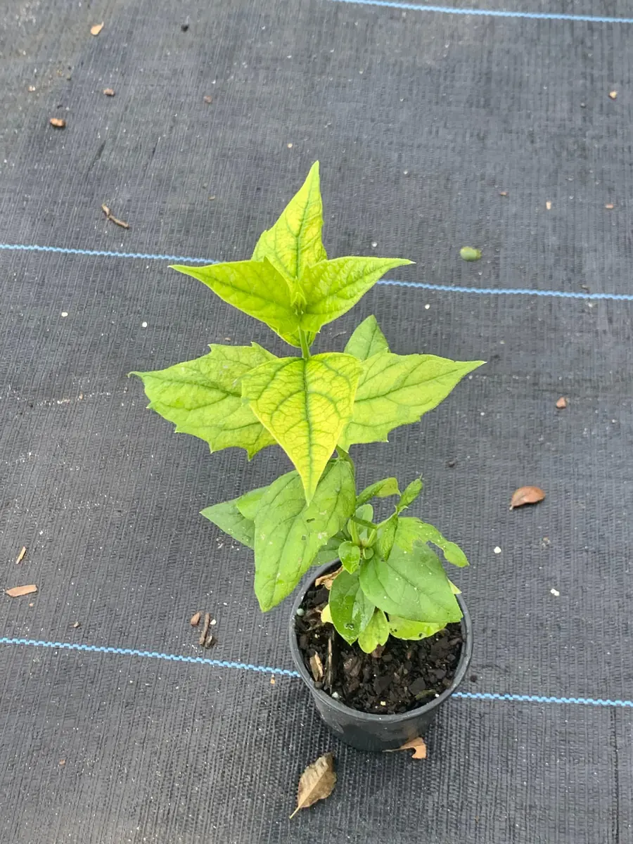 Parijat Live Plant - Night-Flowering Jasmine (Harishringar) - Fragrant Shrub - Image 1