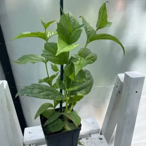 Parijat Live Plant – Night-Flowering Jasmine (Harishringar) – Fragrant Shrub - Image 3