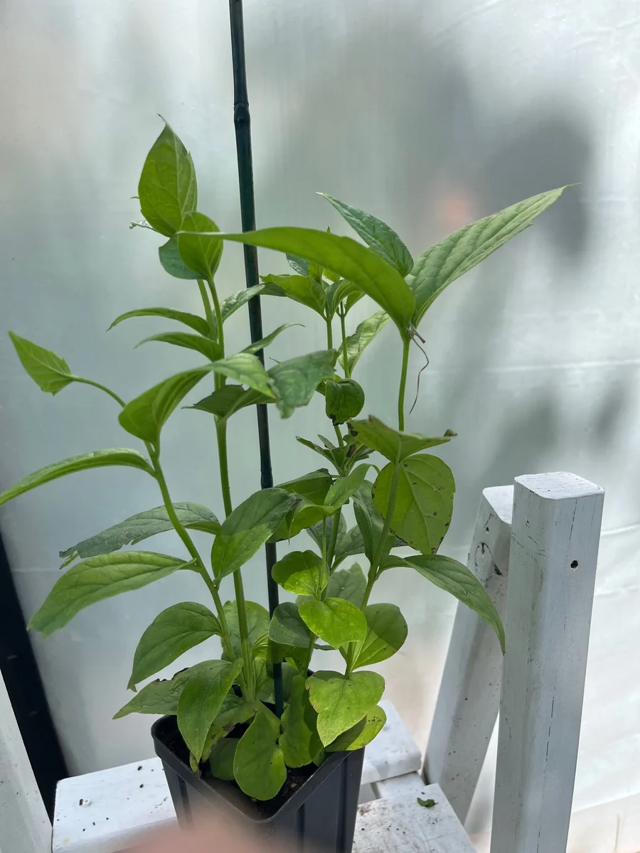 Parijat Live Plant - Night-Flowering Jasmine (Harishringar) - Fragrant Shrub - Image 4