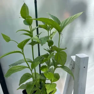 Parijat Live Plant – Night-Flowering Jasmine (Harishringar) – Fragrant Shrub - Image 4