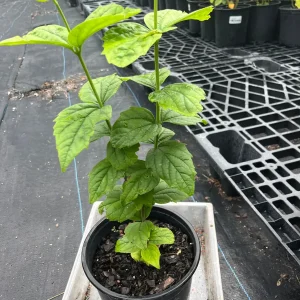 Parijat Live Plant - Night-Flowering Jasmine (Harishringar) - Fragrant Shrub - Image 5