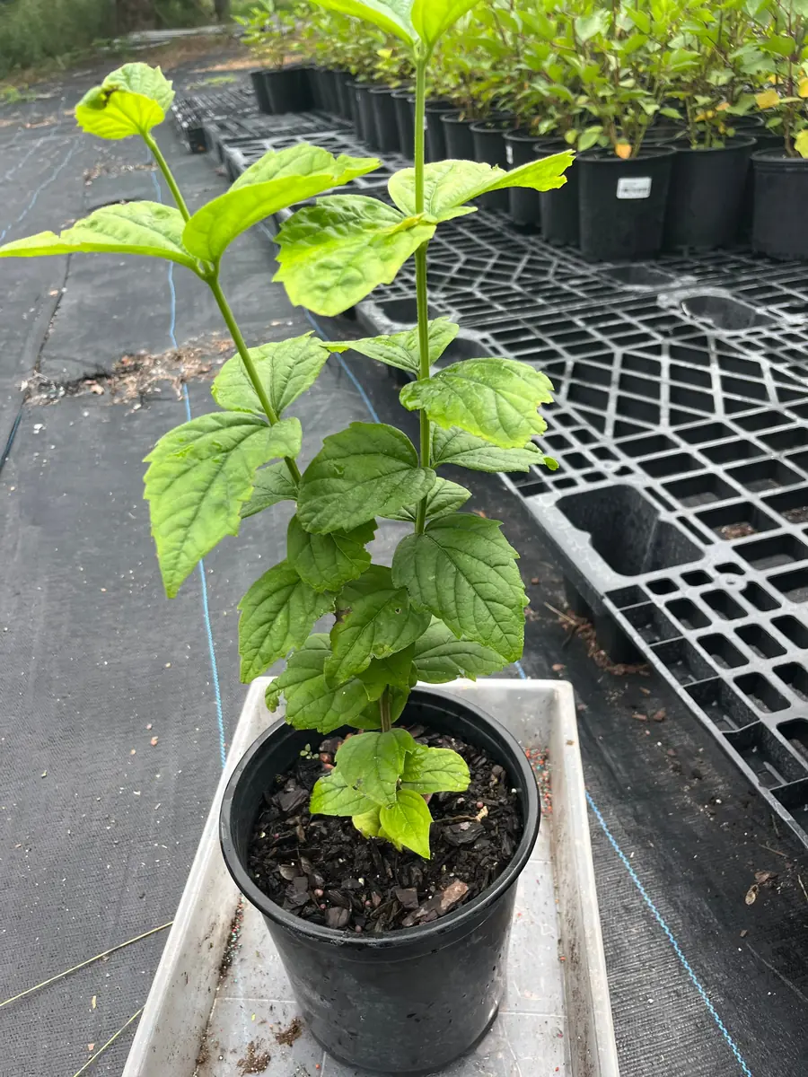 Parijat Live Plant - Night-Flowering Jasmine (Harishringar) - Fragrant Shrub - Image 5