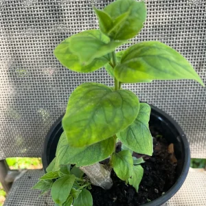 Parijat Live Plant - Night-Flowering Jasmine (Harishringar) - Fragrant Shrub - Image 6