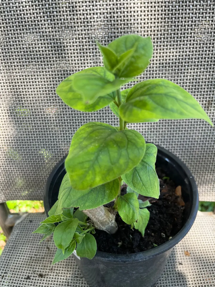 Parijat Live Plant - Night-Flowering Jasmine (Harishringar) - Fragrant Shrub - Image 6